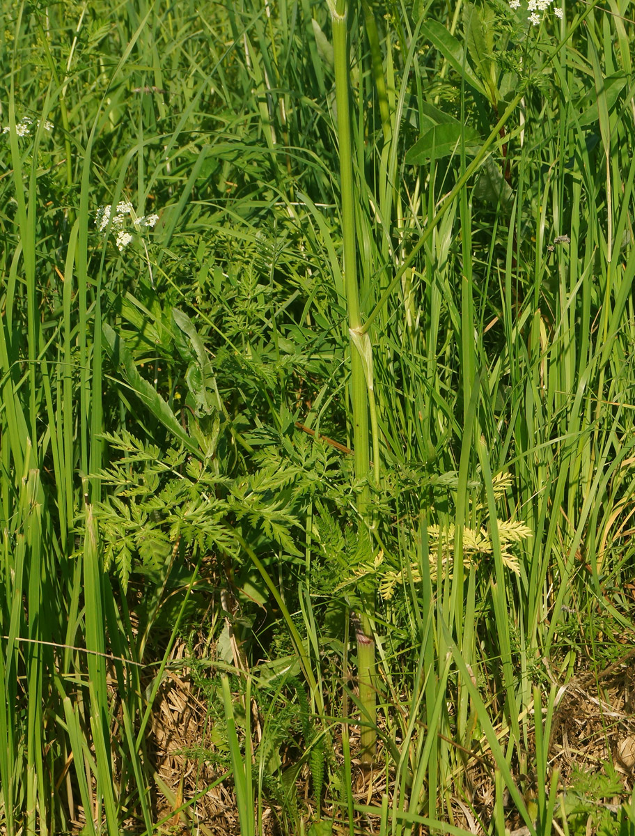 Изображение особи Anthriscus sylvestris.