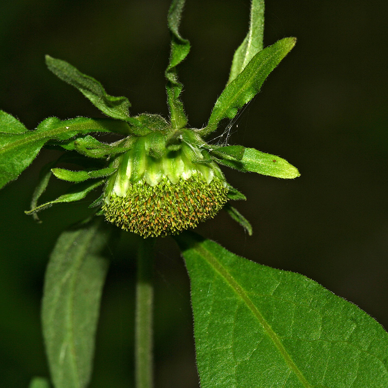 Image of Carpesium cernuum specimen.