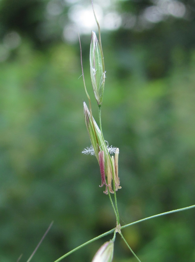 Image of Arrhenatherum elatius specimen.