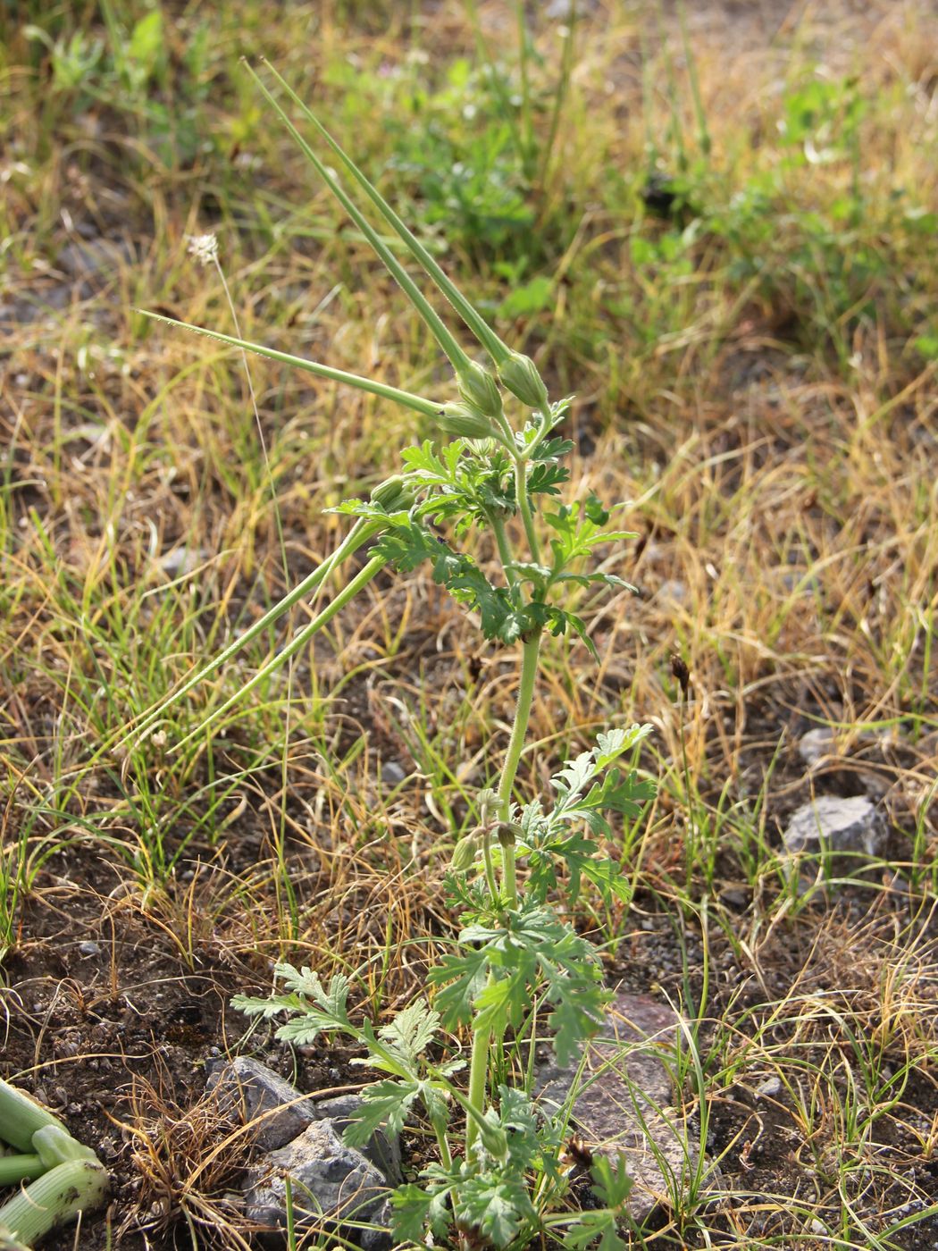 Изображение особи Erodium ciconium.