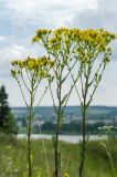 Senecio jacobaea. Верхушки цветущих побегов. Пермский край, пос. Юго-Камский, окр. Юго-Камского пруда, склон холма, разнотравно-злаковый луг. 28 июня 2021 г.