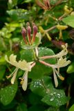 Lonicera caprifolium. Цветущее растение. Краснодарский край, Лазаревский р-н, мкр-н Дагомыс, гора Успенка, обочина дороги. 03.05.2022.