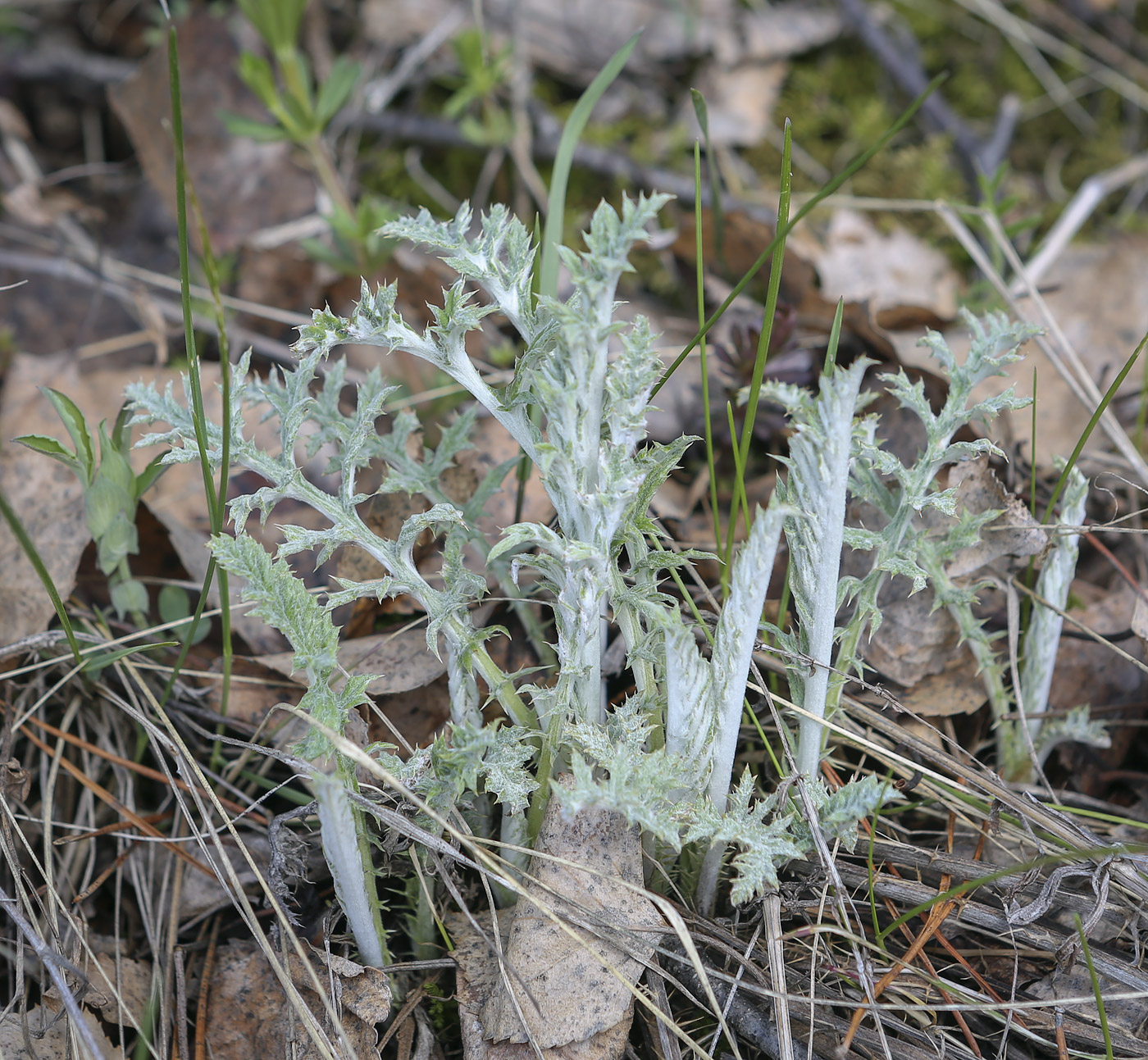 Image of Echinops ruthenicus specimen.