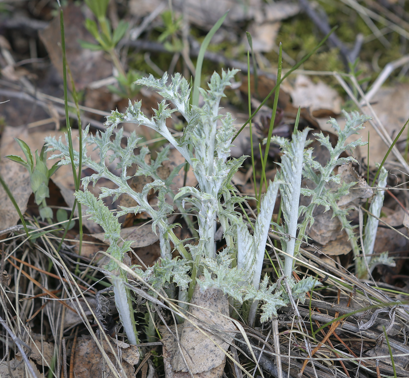 Изображение особи Echinops crispus.