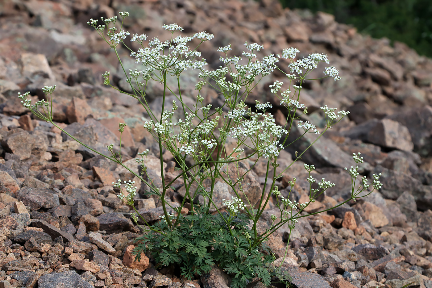 Image of Kamelinia tianschanica specimen.