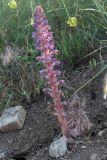 Orobanche pubescens