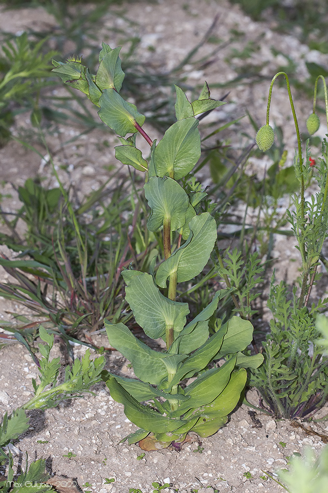 Image of Bupleurum rotundifolium specimen.