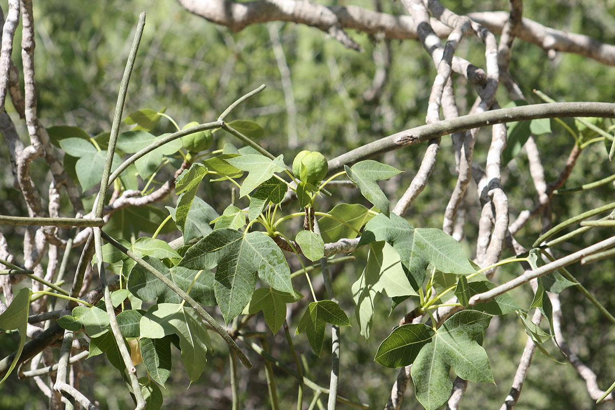 Изображение особи семейство Malvaceae.