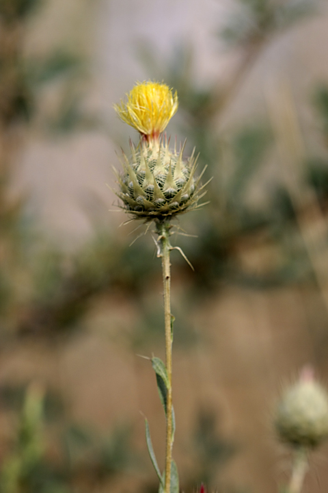 Image of Stizolophus balsamita specimen.