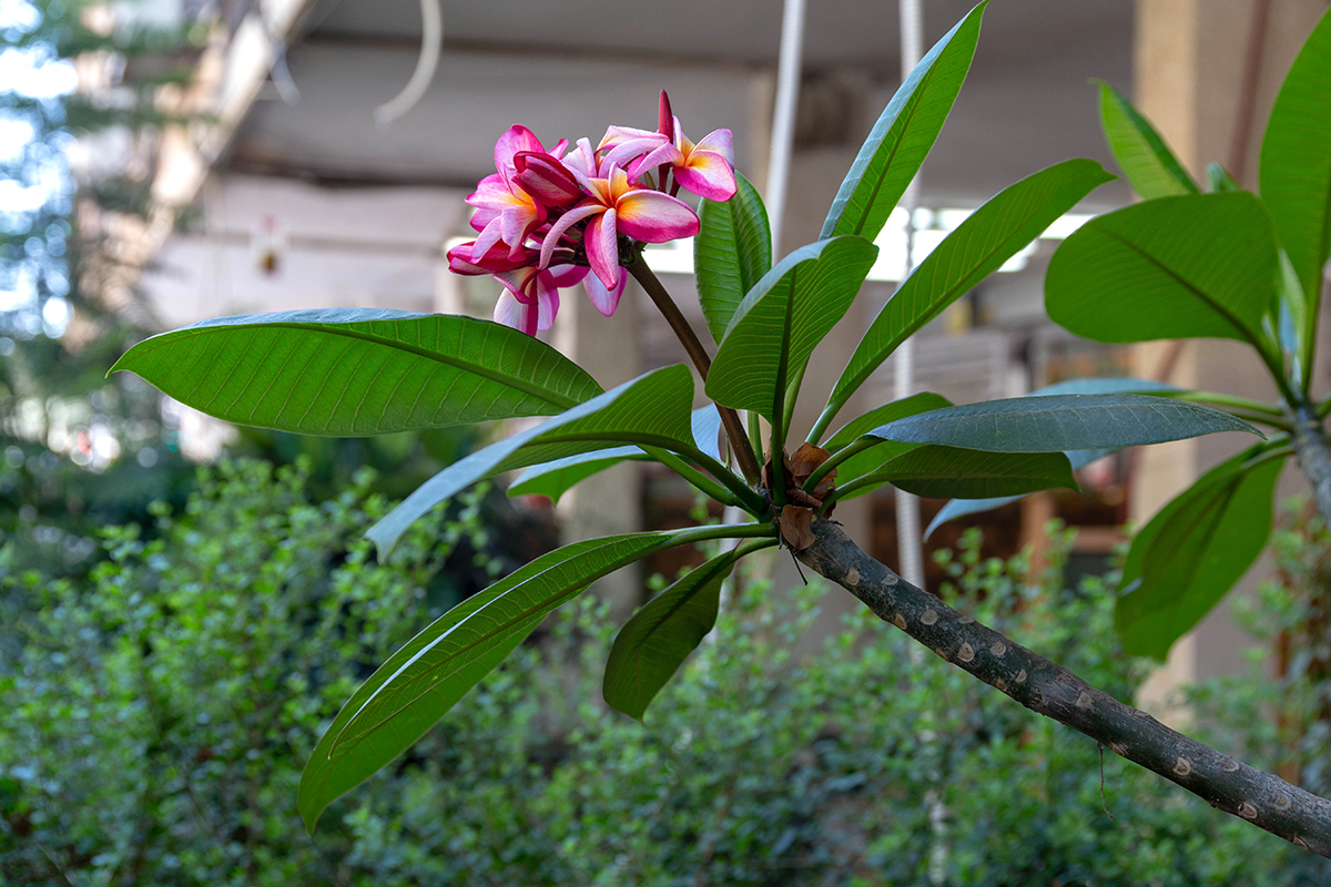 Изображение особи Plumeria rubra.