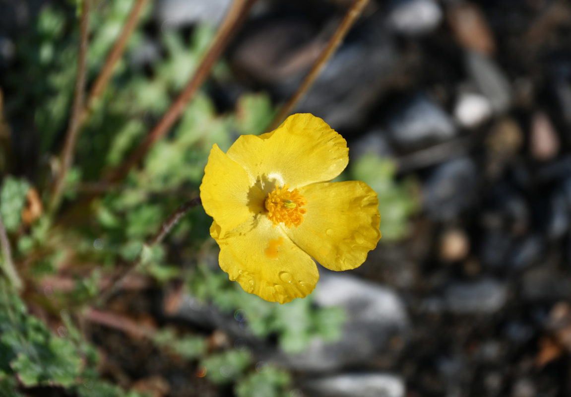 Изображение особи Glaucium squamigerum.