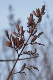 Syringa josikaea