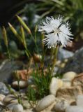 genus Dianthus. Цветок. Марий Эл, г. Йошкар-Ола, мкр-н Гомзово, в культуре. 24.07.2022.