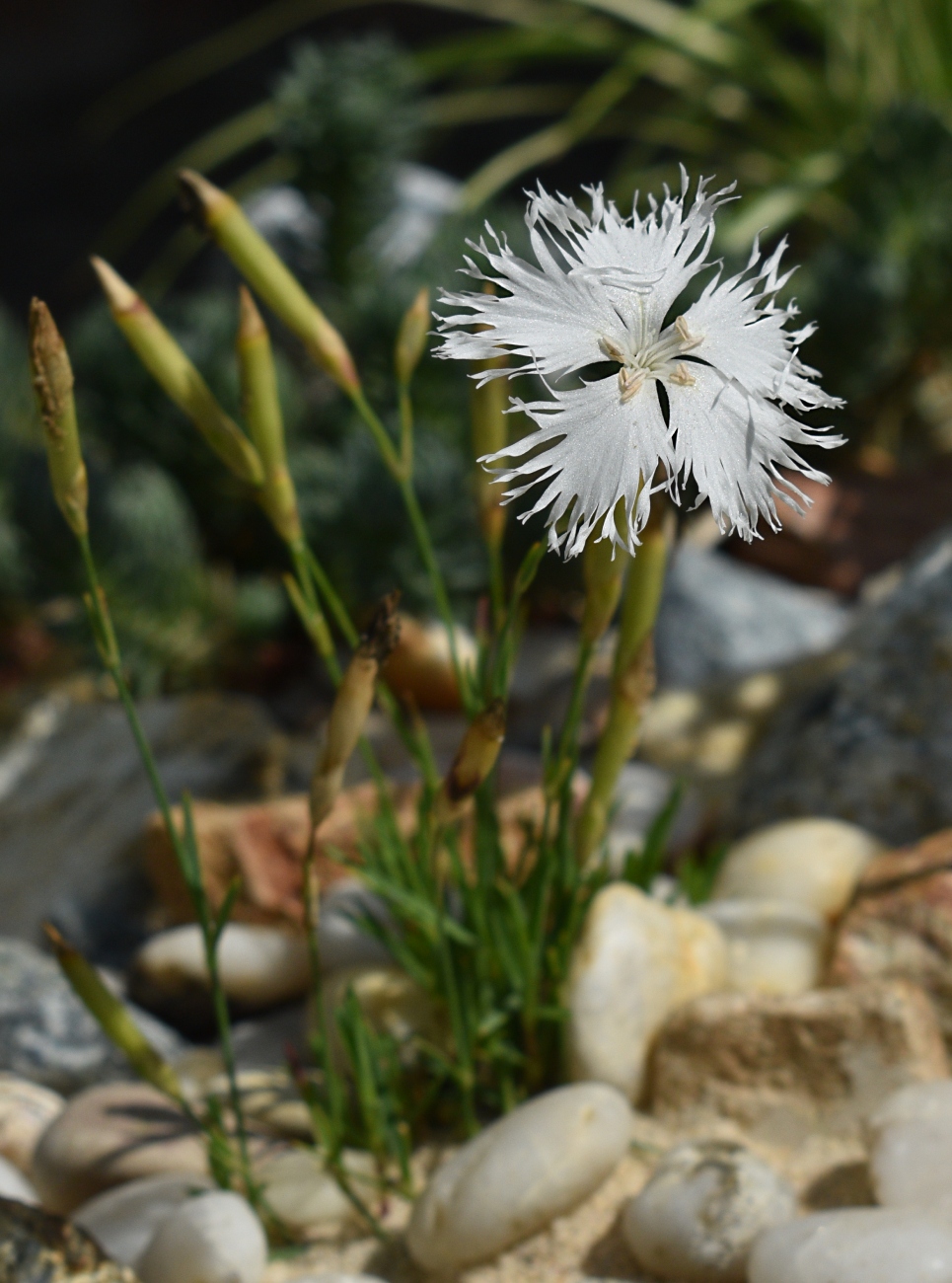 Изображение особи род Dianthus.