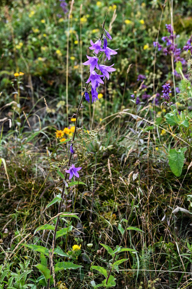 Изображение особи Campanula rapunculoides.