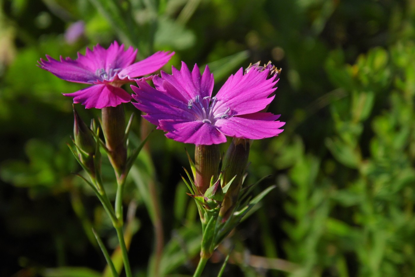 Image of Dianthus caucaseus specimen.