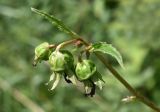 Campanula trachelium. Соплодие. Марий Эл, Оршанс кий р-н, окр. оз. Табашинское, у кустарниковых зарослей. 12.08.2022.