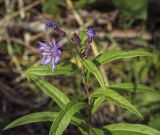 Lactuca sibirica. Верхушка цветущего растения. Ханты-Мансийский автономный округ — Югра, Октябрьский р-н, сельское поселение Курымкары, окр. пос. Горнореченск, правый берег р. Обь, разнотравный луг. 03.09.2022.