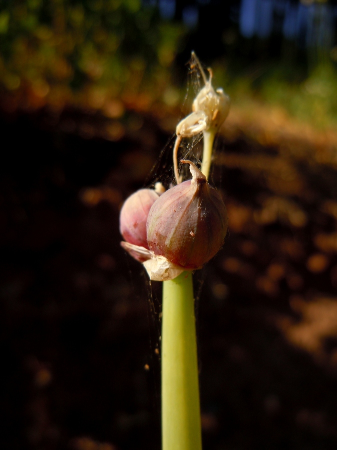 Image of Allium &times; proliferum specimen.