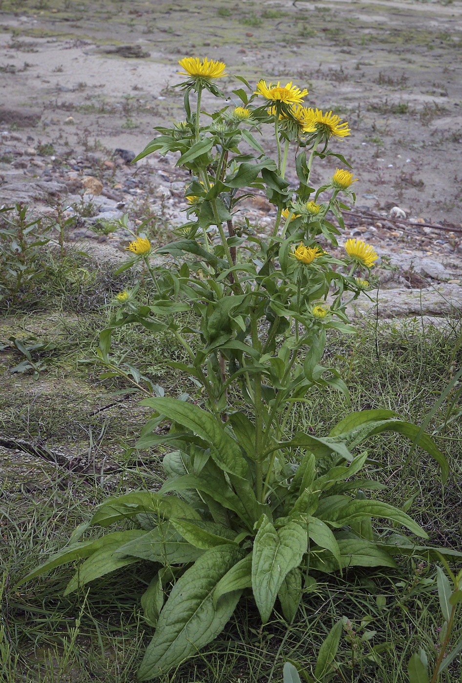 Изображение особи Inula britannica.