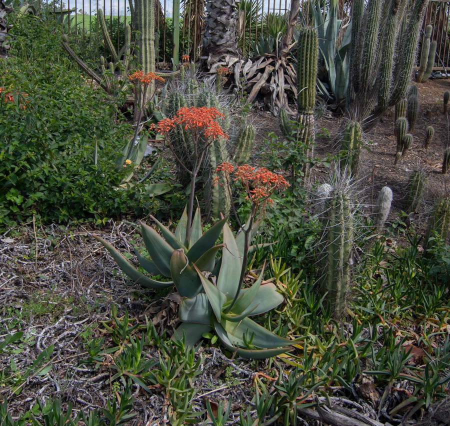 Image of Aloe striata specimen.