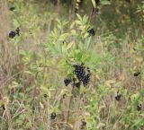 Ligustrum vulgare