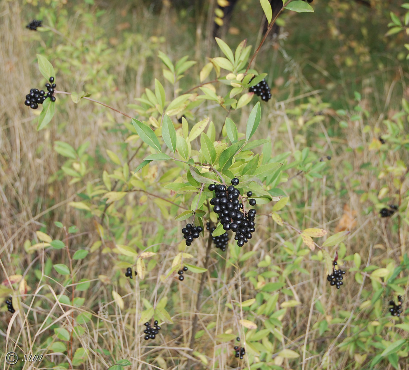 Image of Ligustrum vulgare specimen.