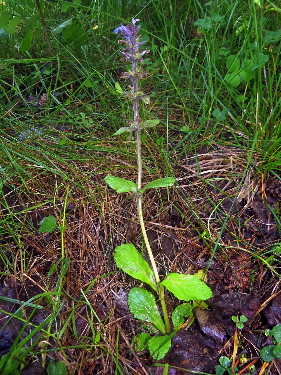 Image of Ajuga reptans specimen.