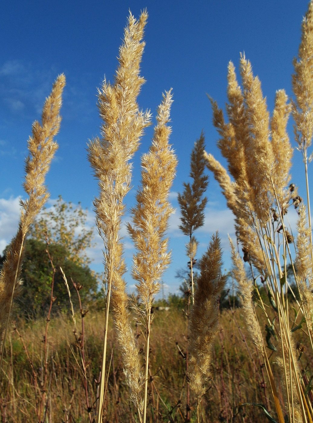 Image of Calamagrostis epigeios specimen.