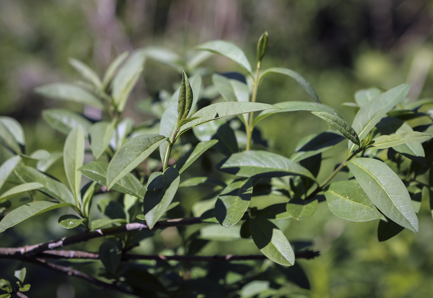 Изображение особи Salix aegyptiaca.