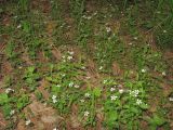 Moehringia lateriflora