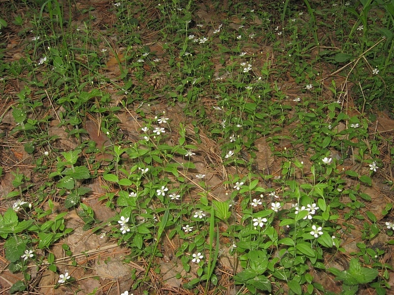 Image of Moehringia lateriflora specimen.