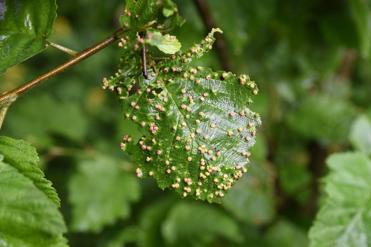 Изображение особи Alnus incana.