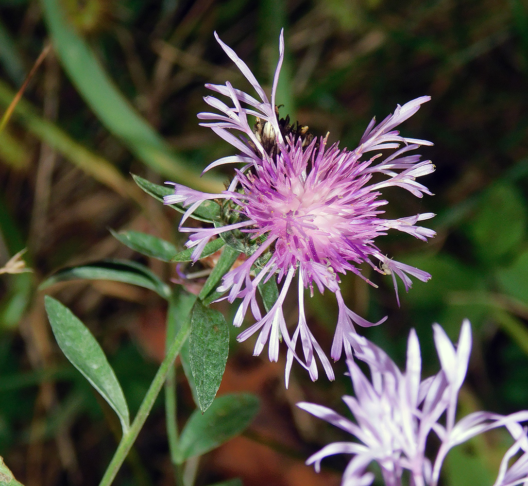 Image of Centaurea salicifolia specimen.