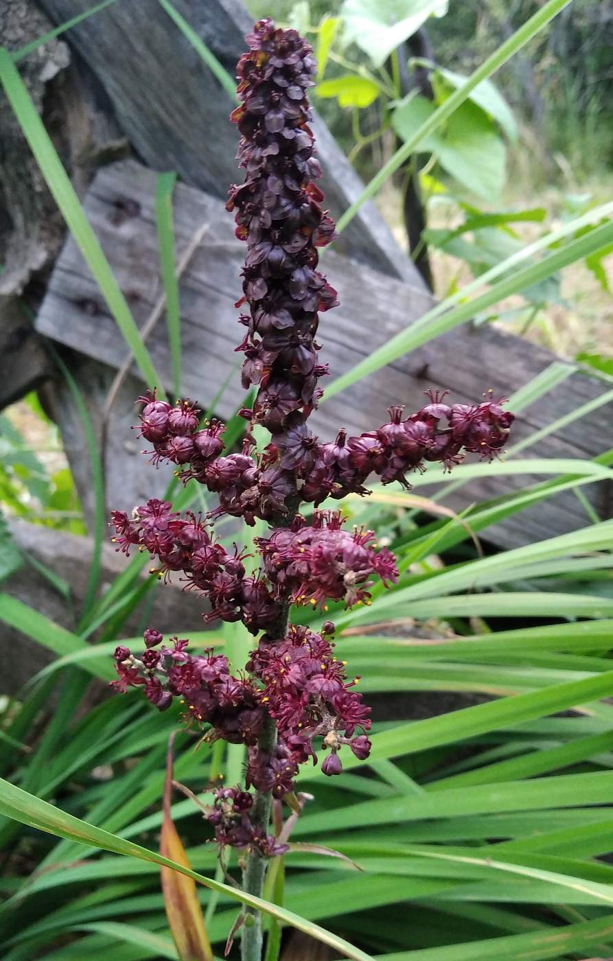 Изображение особи Veratrum nigrum.