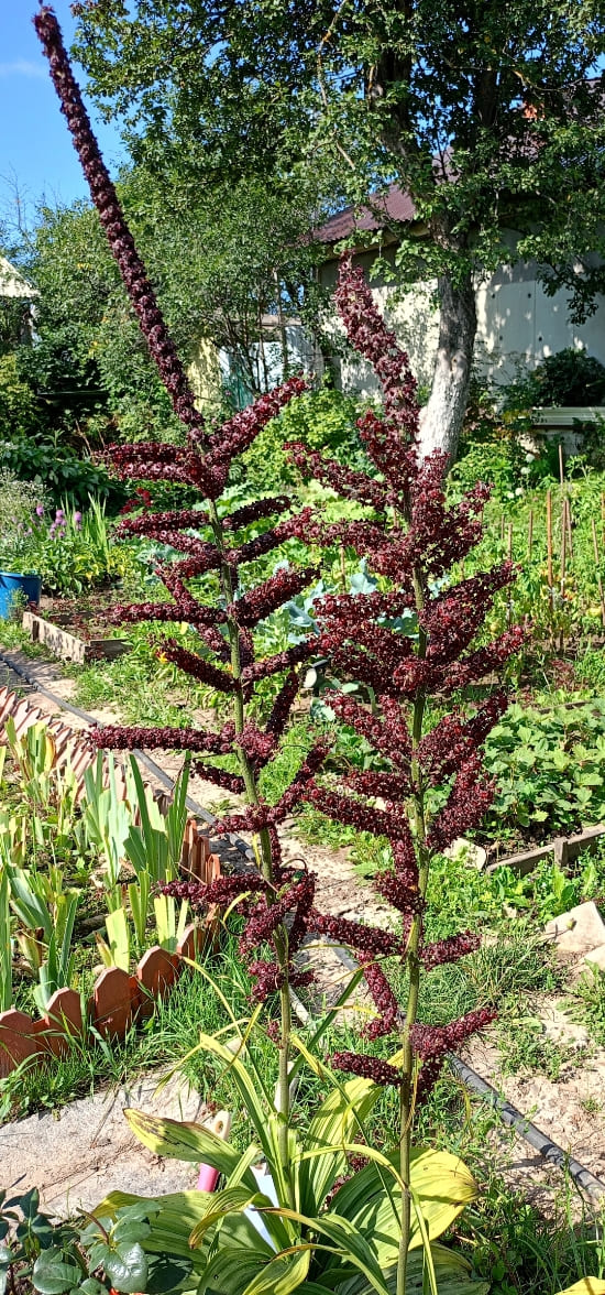 Изображение особи Veratrum nigrum.