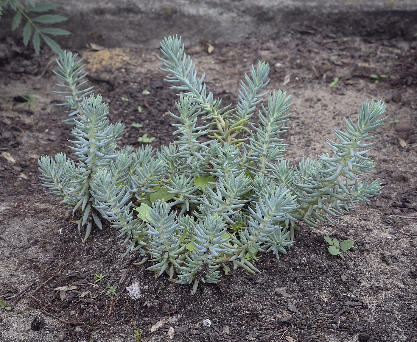 Image of Sedum reflexum specimen.