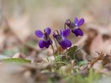 Viola dehnhardtii