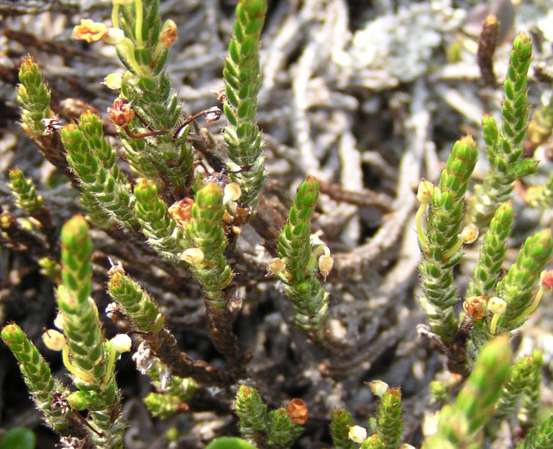 Изображение особи Cassiope ericoides.