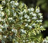 Platycladus orientalis. Ветвь с молодыми шишками и мужскими стробилами. Краснодарский край, м/о Анапа, пос. Витязево, ул. Знойная, в озеленении. 29.05.2021.