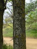 genus Gleditsia. Часть ствола взрослого дерева. Дагестан, Кумторкалинский р-н, долина р. Шураозень, у дороги. 30.04.2022.