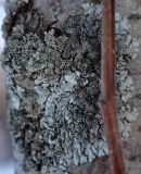 genus Physcia