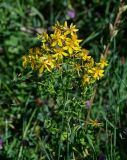 Hypericum perforatum