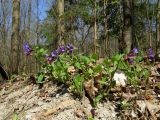 Pulmonaria obscura. Цветущее растение. Санкт-Петербург, Дудергофские высоты, широколиственный лес. 26.04.2023.