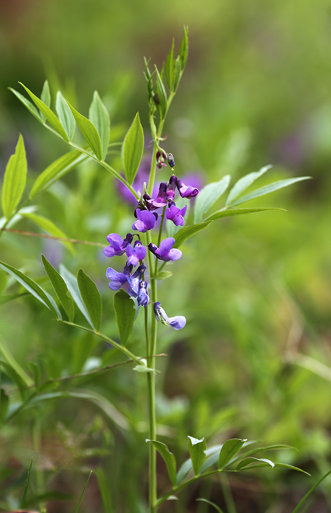 Image of Lathyrus komarovii specimen.