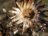 Centaurea apiculata