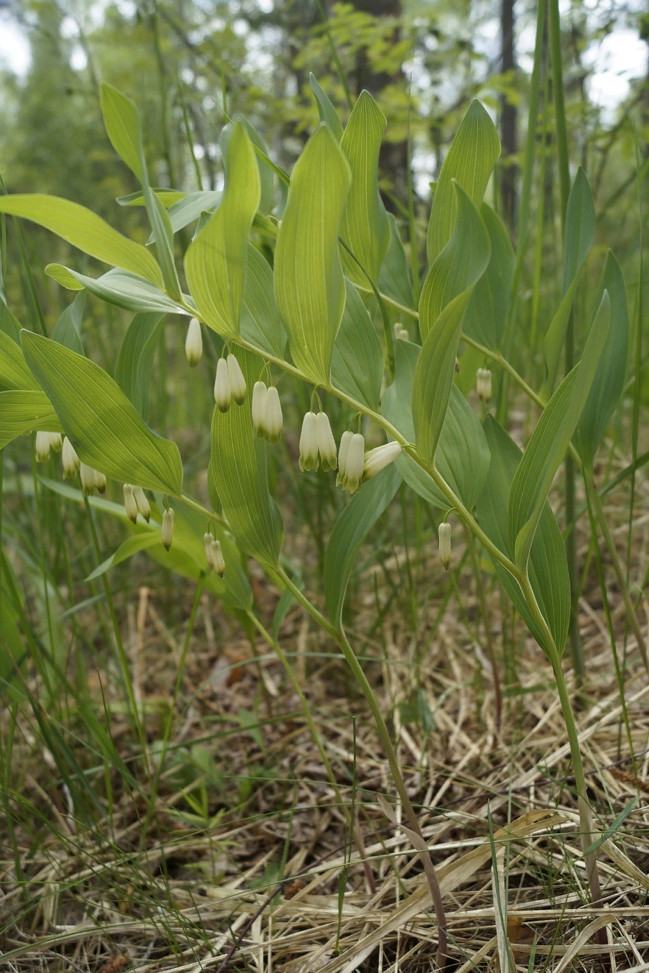 Image of Polygonatum multiflorum specimen.