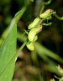 Lathyrus sylvestris