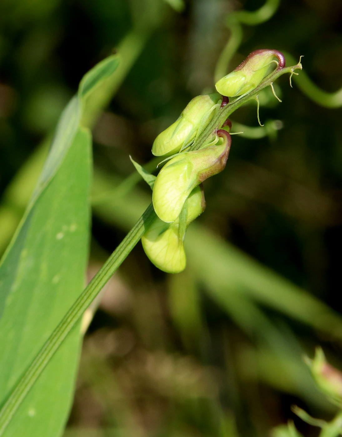 Image of Lathyrus sylvestris specimen.