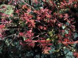Euphorbia glyptosperma. Веточки с плодами. Донецк, обочина ж. д. 18.09.2023.